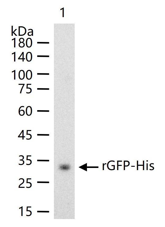 绿色荧光蛋白重组兔单抗