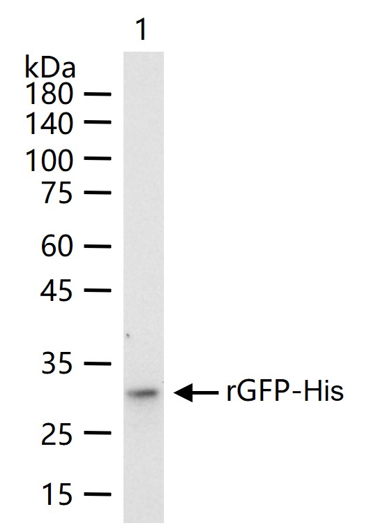 His tag Rabbit pAb (一抗) - WB,IHC-P,IHC-F,IF,Flow-Cyt,ICC/IF,ELISA | Bioss