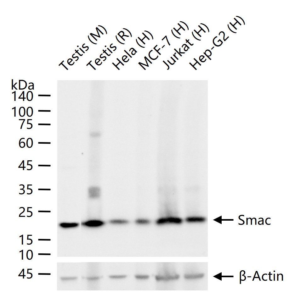 线粒体促凋亡蛋白重组兔单抗