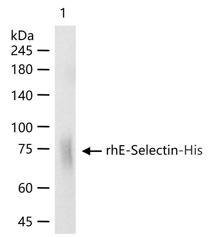 E选择素单克隆抗体-bsm-43646M