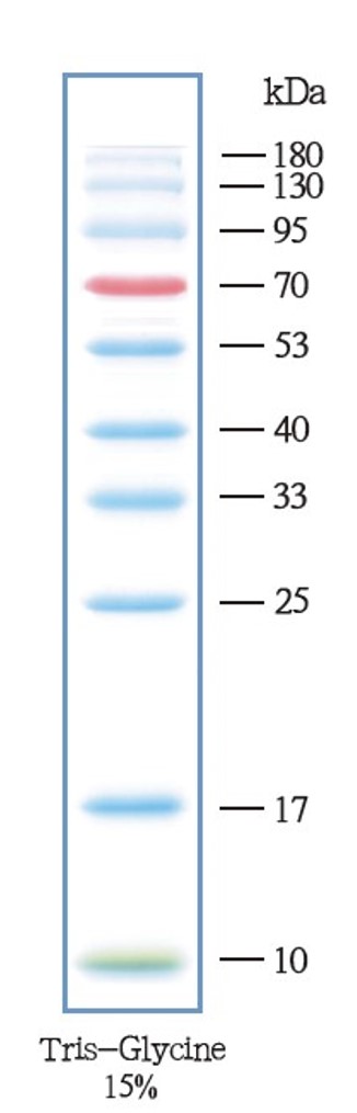 彩色预染蛋白marker(10-180kDa)