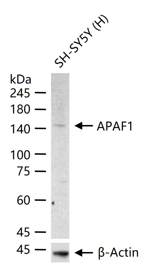 凋亡蛋白活性因子-1重组兔单抗