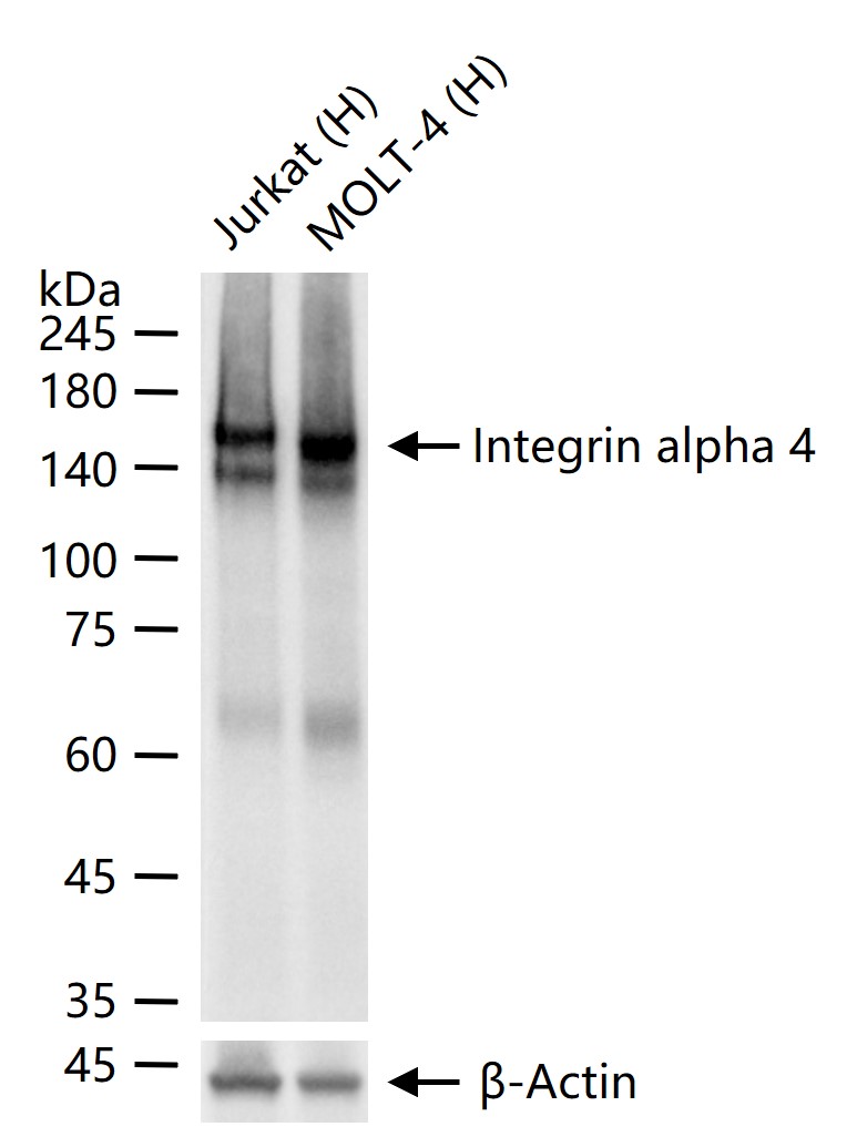 Integrin alpha 4 Recombinant Rabbit mAb (一抗) | Bioss