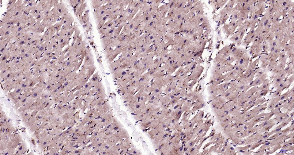 溶酶体相关膜蛋白1(CD107)重组兔单抗