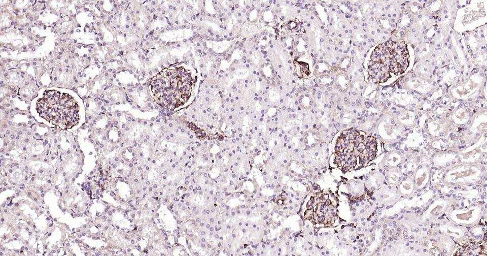 波形蛋白抗体-bs-0756R