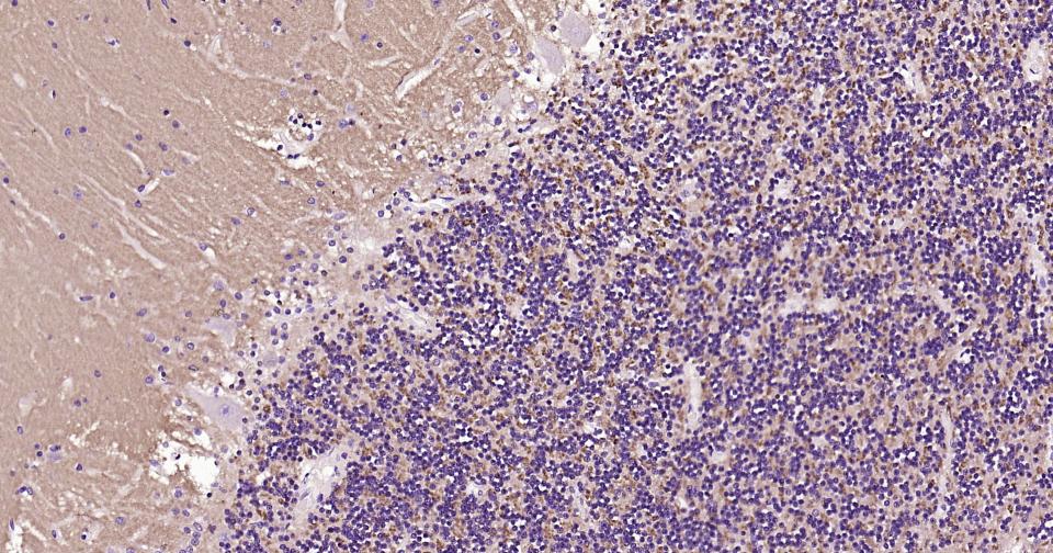 核突触蛋白-α重组兔单抗