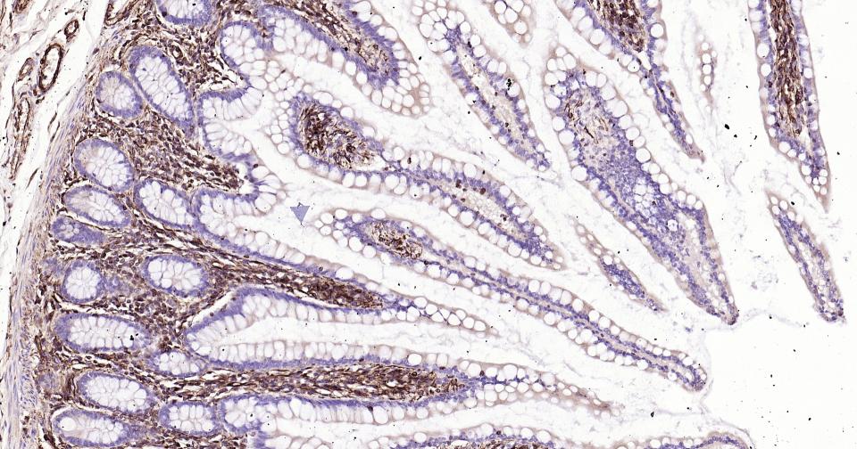 波形蛋白抗体-bs-8533R