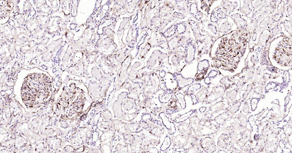 波形蛋白抗体-bs-8533R