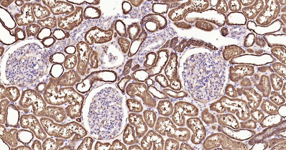 干细胞生长因子重组兔单抗