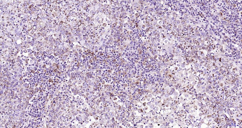 帕金蛋白重组兔单抗