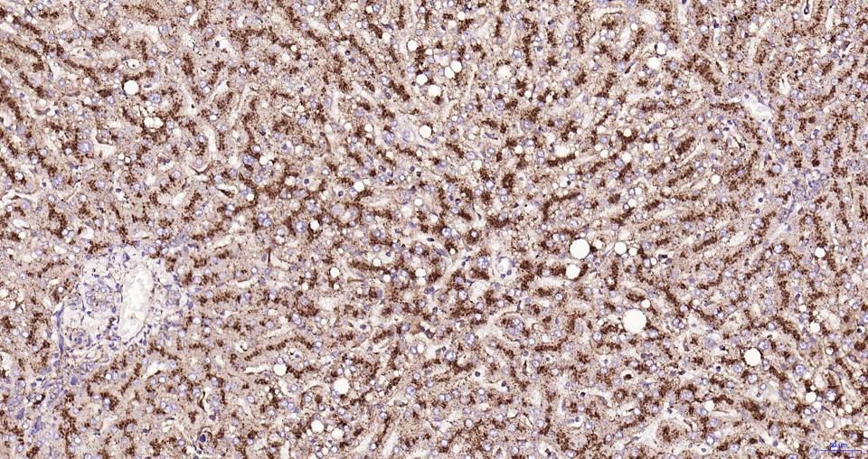 溶酶体相关膜蛋白1(CD107)重组兔单抗