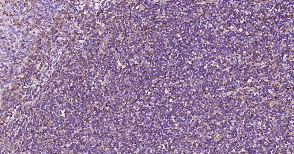 波形蛋白抗体-bs-23063R