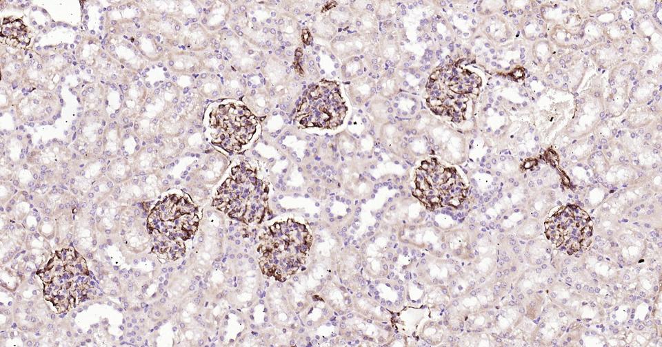 波形蛋白抗体-bs-8533R