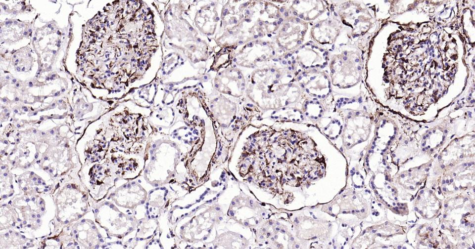 波形蛋白抗体-bs-0756R