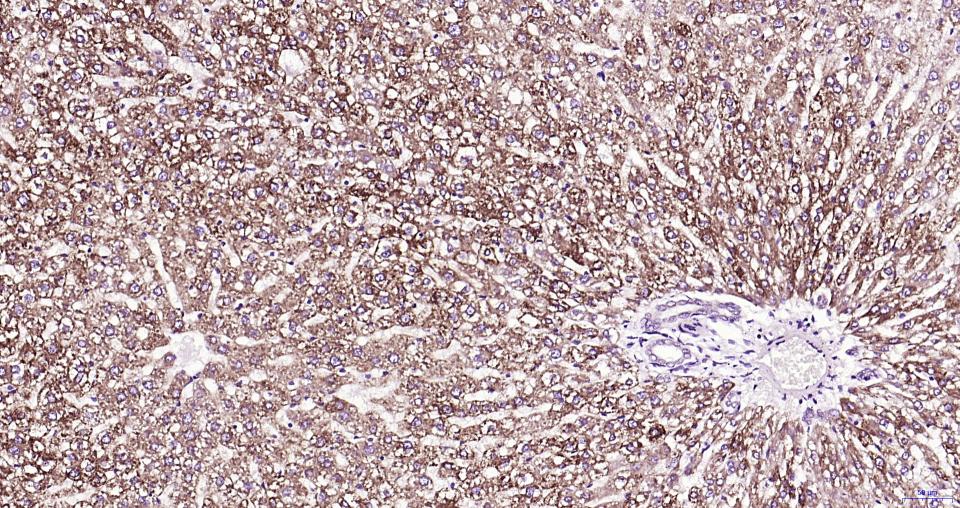 帕金蛋白重组兔单抗