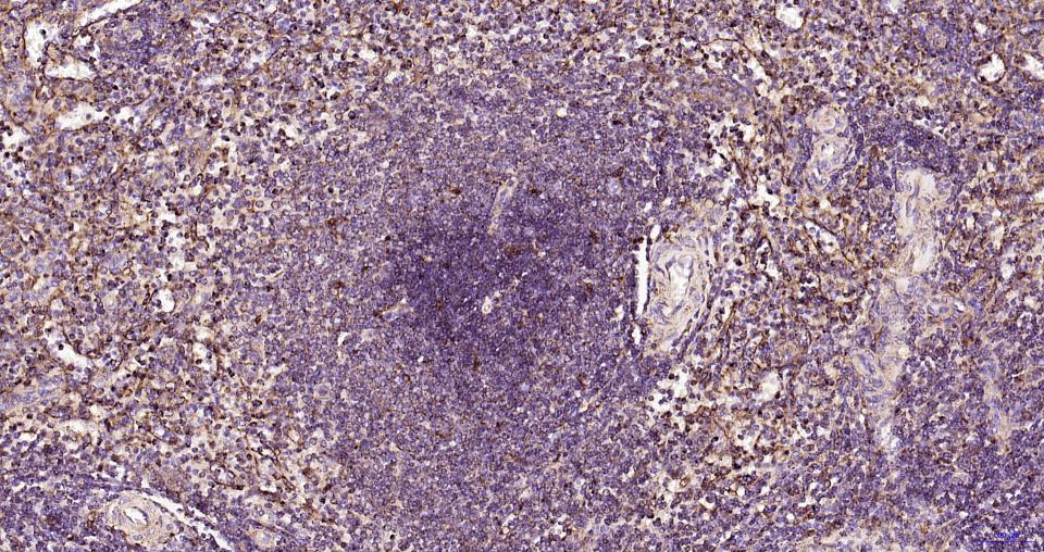 溶酶体相关膜蛋白1(CD107)重组兔单抗