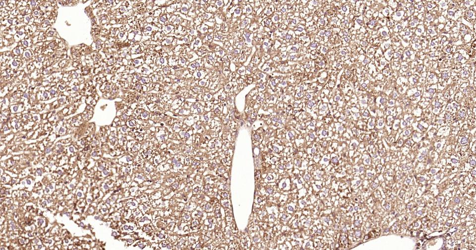 凋亡蛋白活性因子-1重组兔单抗