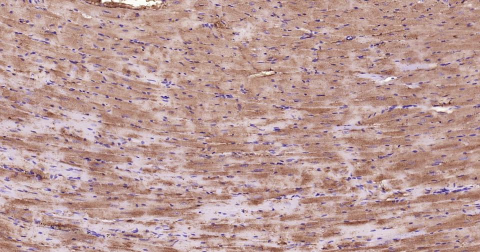 凋亡蛋白活性因子-1重组兔单抗