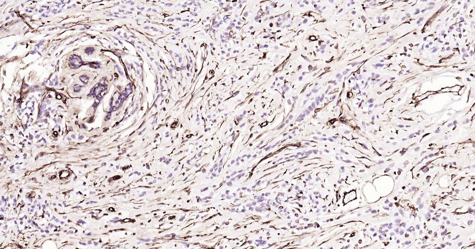 波形蛋白抗体-bs-23063R