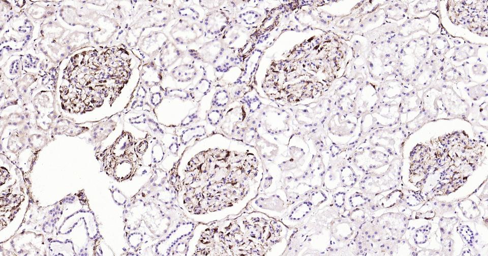 波形蛋白抗体-bs-23063R