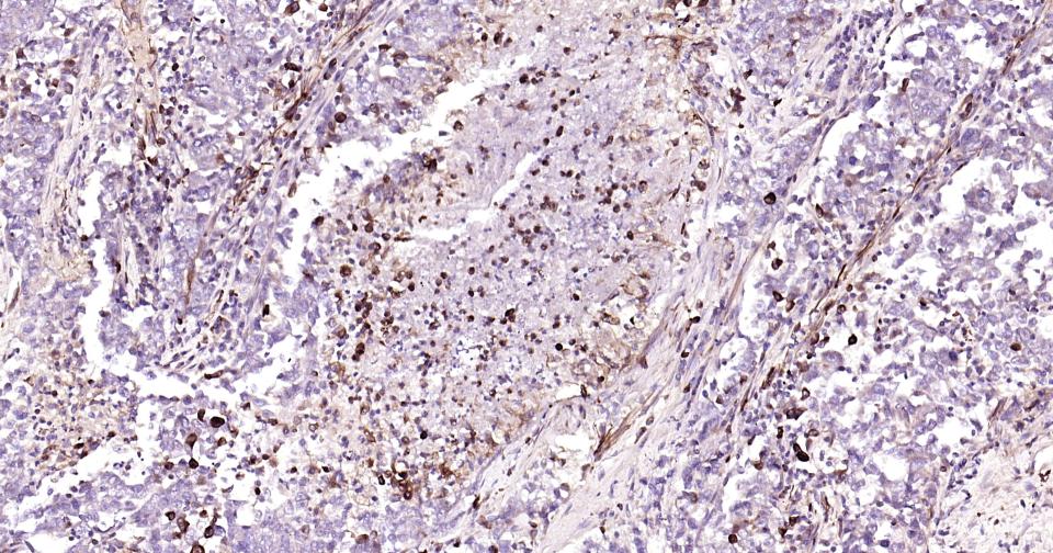 波形蛋白抗体-bs-8533R