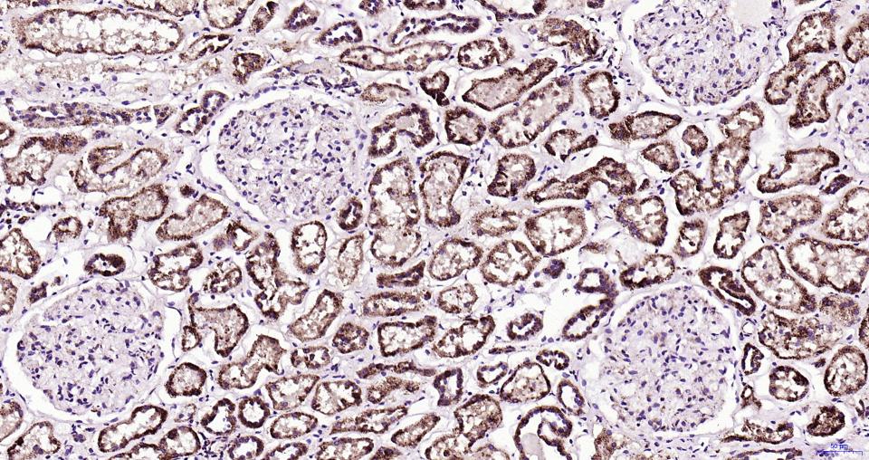 帕金蛋白重组兔单抗