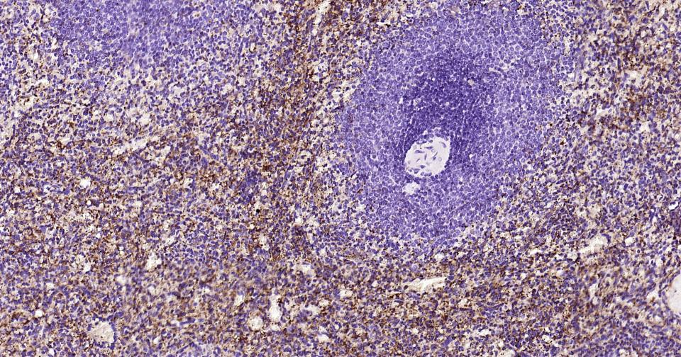 核突触蛋白-α重组兔单抗