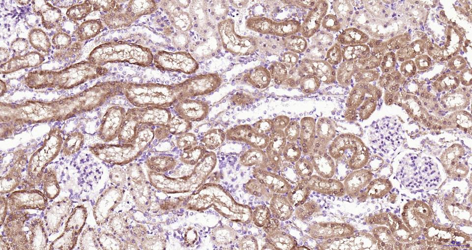 帕金蛋白重组兔单抗