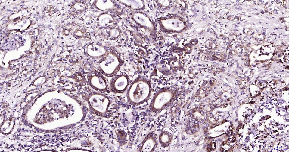 帕金蛋白重组兔单抗