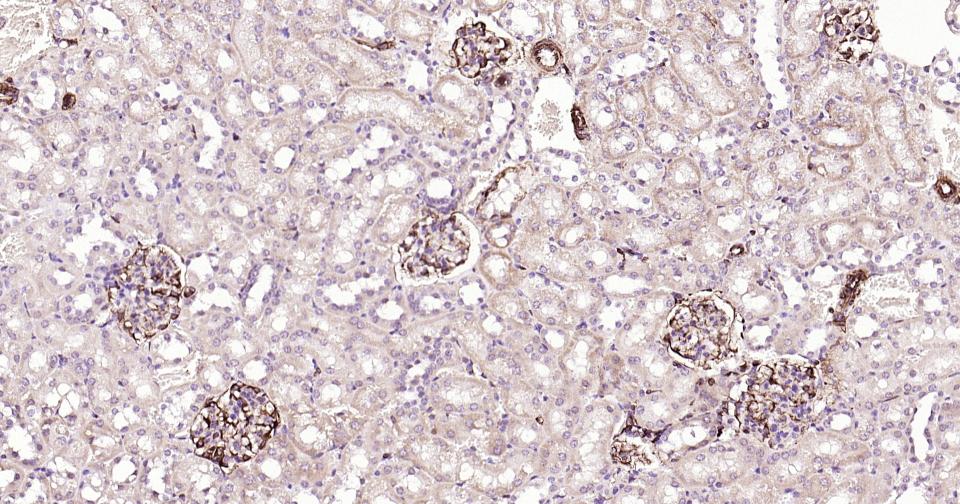 波形蛋白抗体-bs-0756R