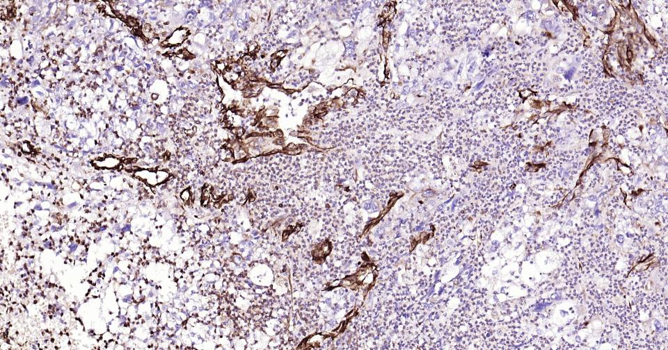 波形蛋白抗体-bs-8533R