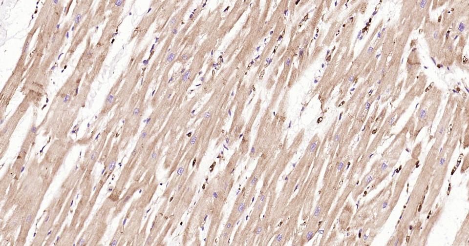 凋亡蛋白活性因子-1重组兔单抗