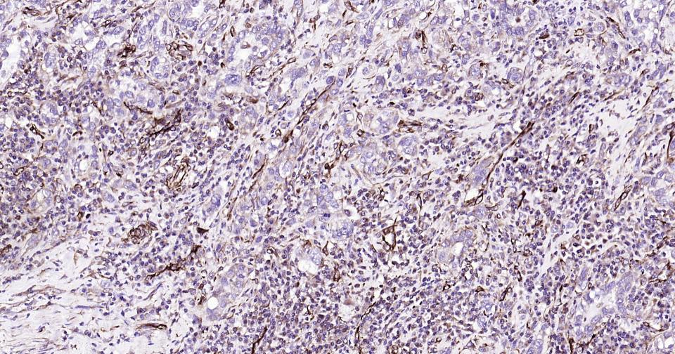 波形蛋白抗体-bs-0756R