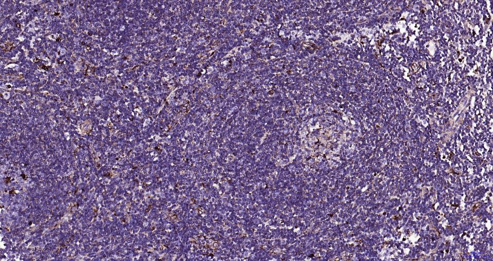 溶酶体相关膜蛋白1(CD107)重组兔单抗