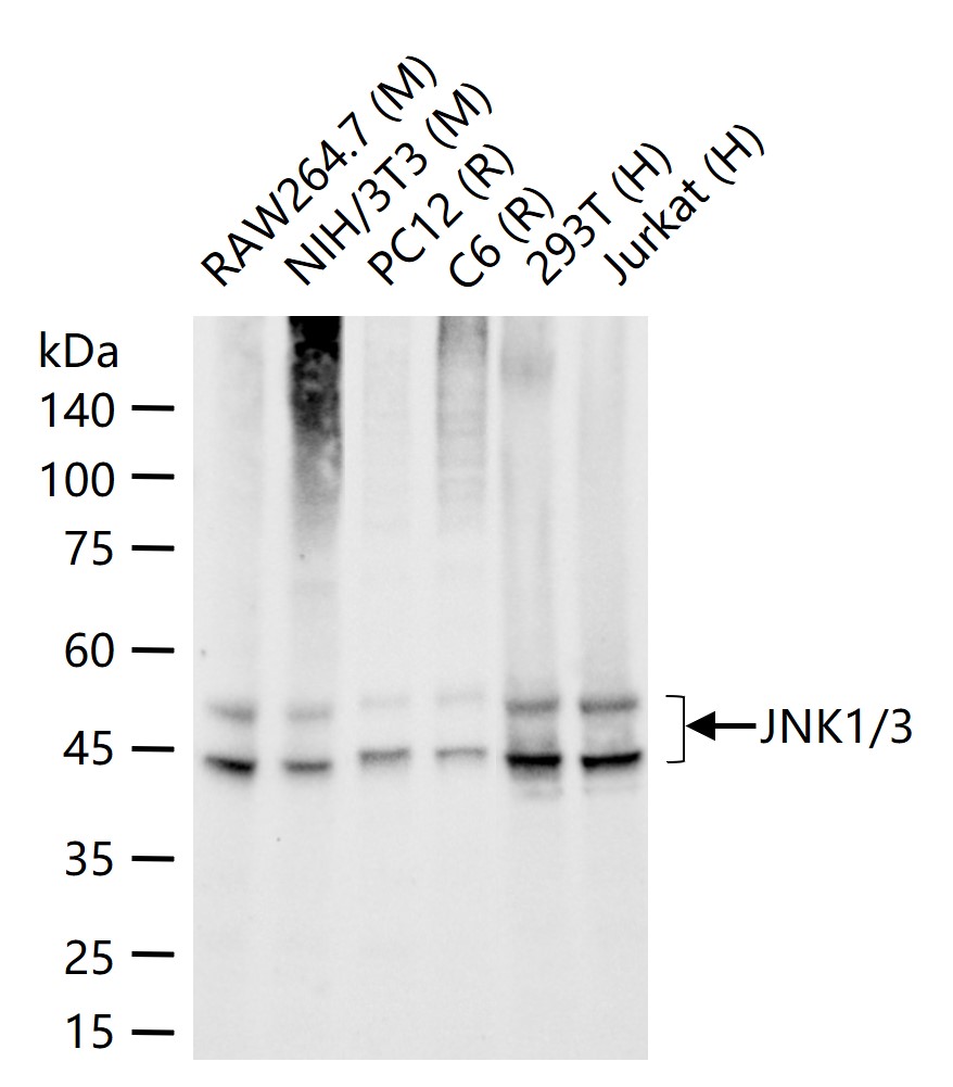 氨基末端激酶1/3重组兔单抗