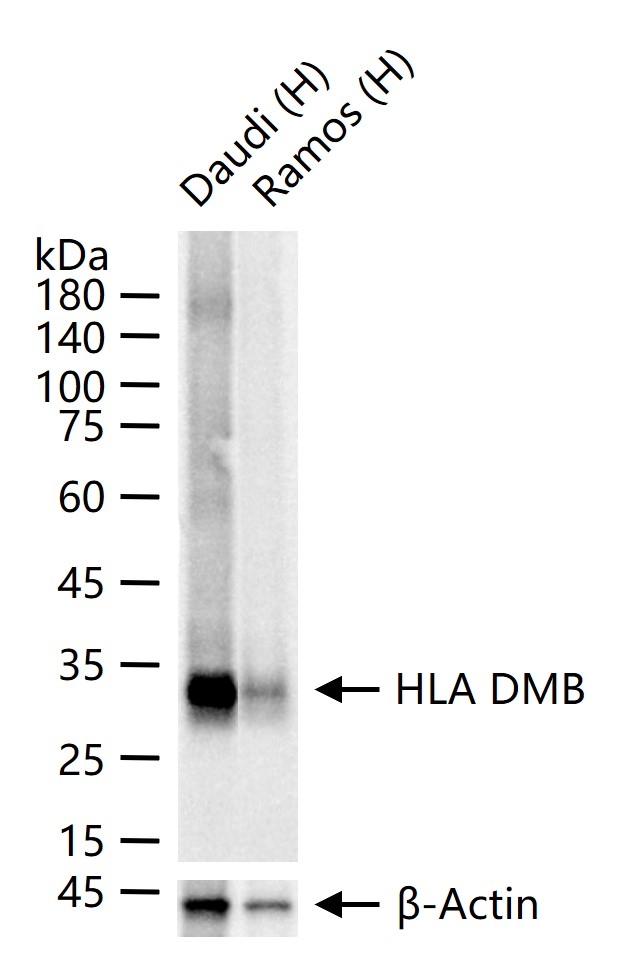 组织相容性复合体蛋白2（HLA-DMB）重组兔单抗