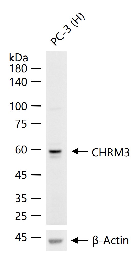 毒蕈碱型乙酰胆碱受体M3重组兔单抗