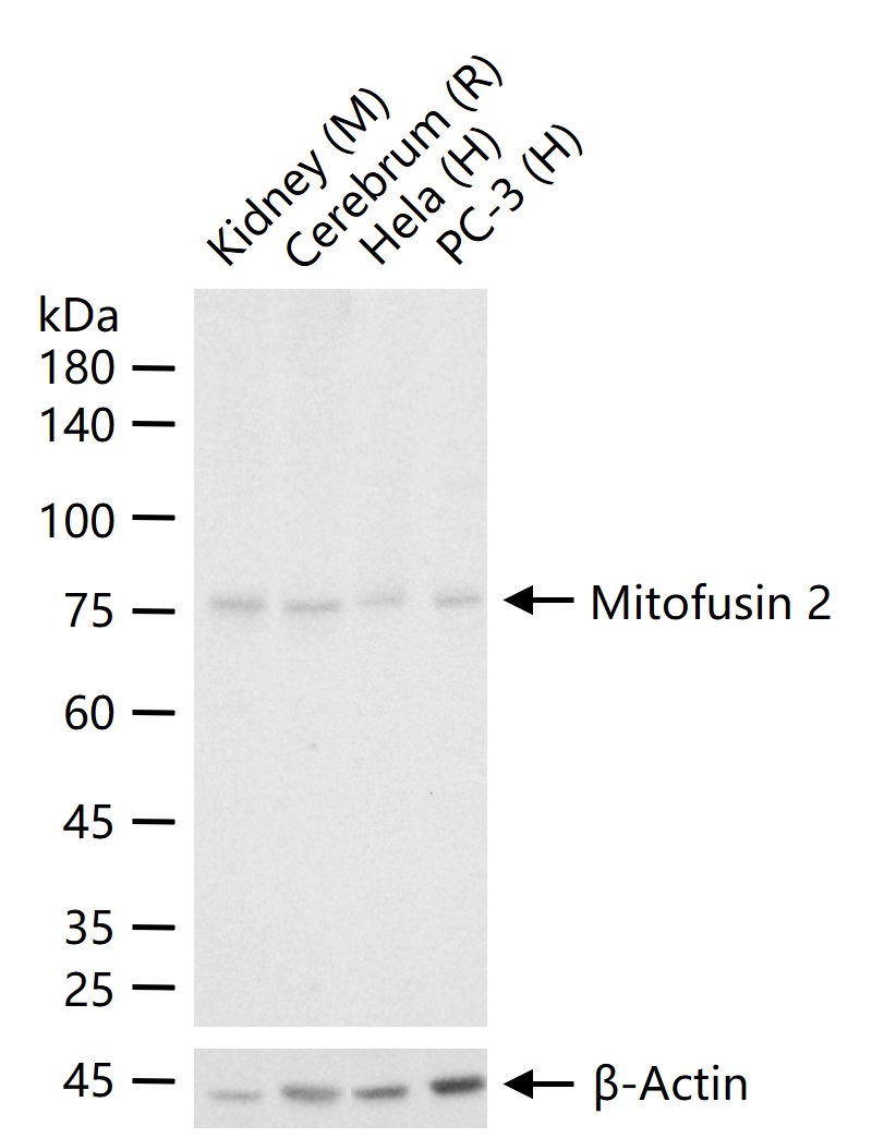 线粒体融合蛋白Mfn2重组兔单抗