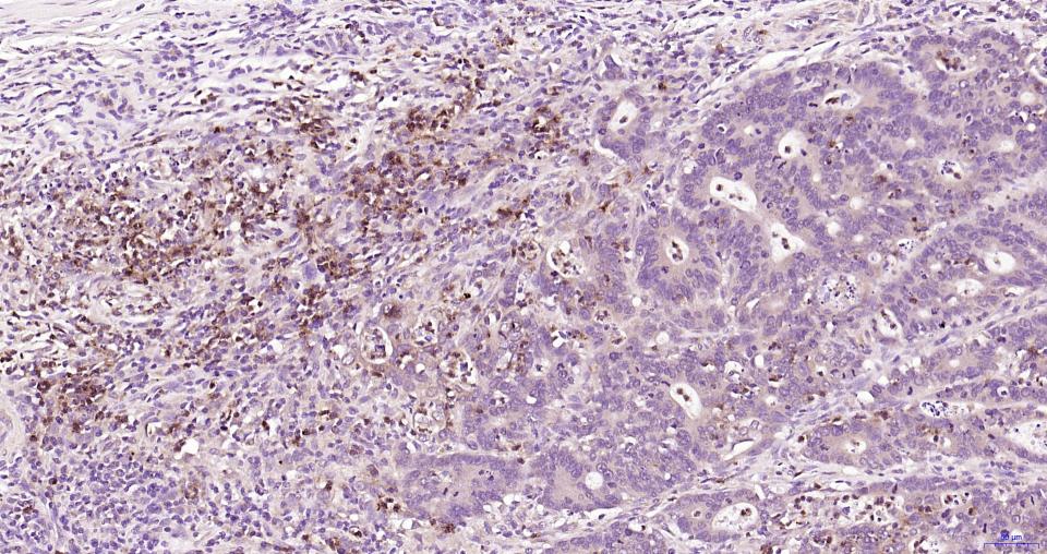 葡萄糖调节蛋白78重组兔单抗