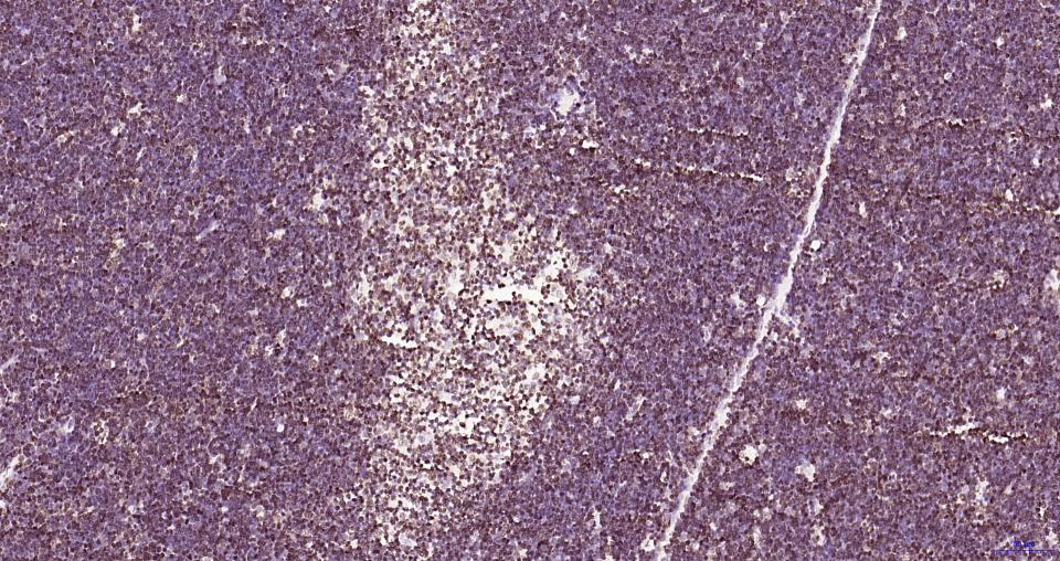 组蛋白H3(核内参)重组兔单抗