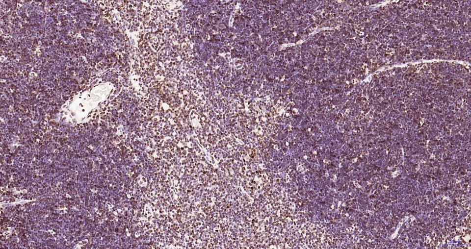 组蛋白H3(核内参)重组兔单抗