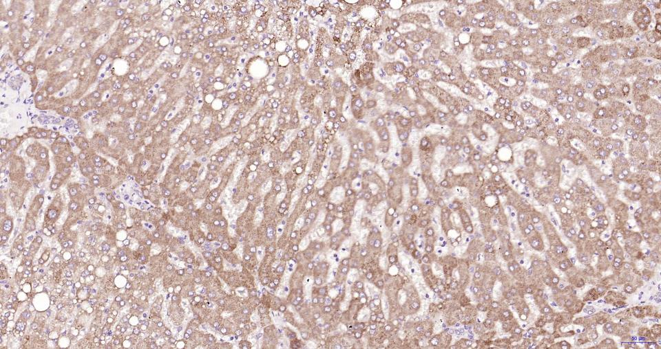 髓样分化蛋白重组兔单抗