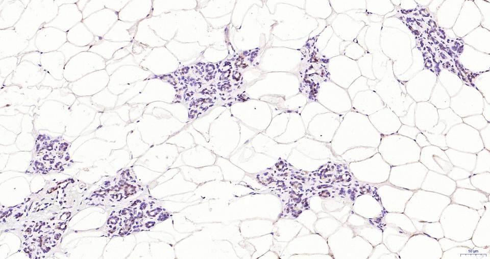 磷酸化丝裂原活化蛋白激酶1/2抗体