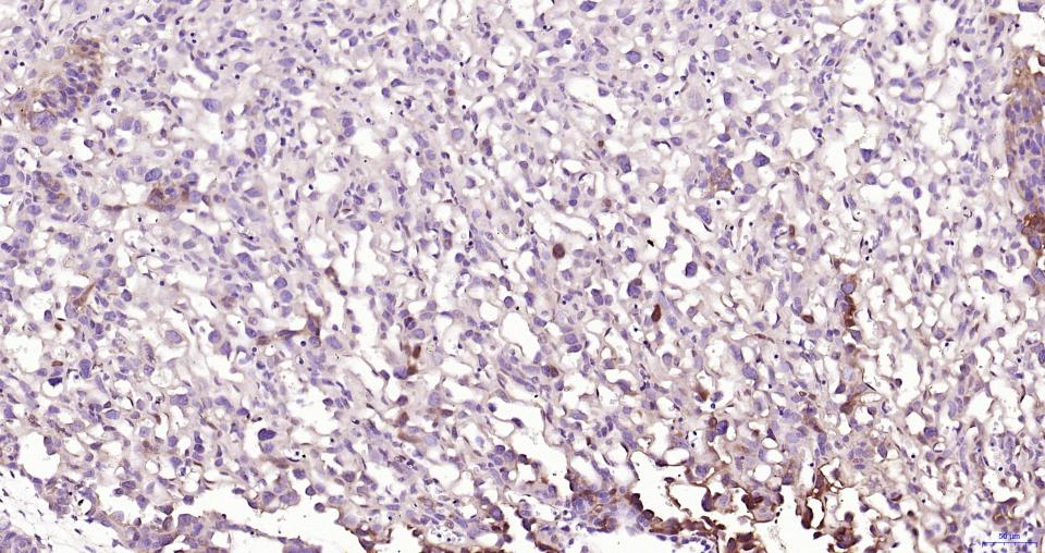 磷酸化丝裂原活化蛋白激酶1/2抗体