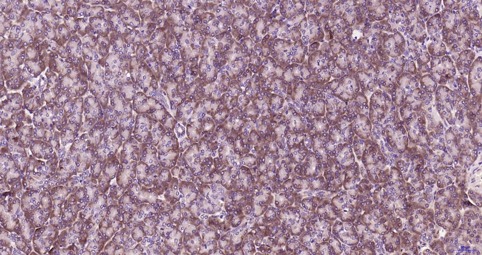 葡萄糖调节蛋白78重组兔单抗