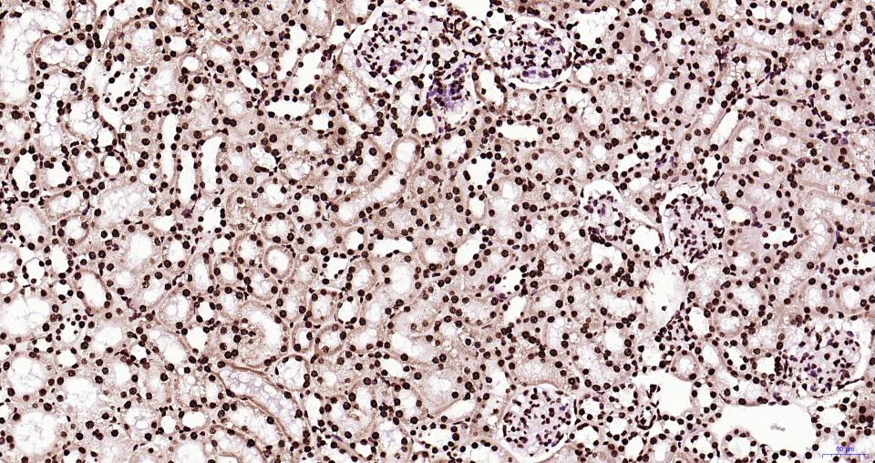 组蛋白H3(核内参)重组兔单抗