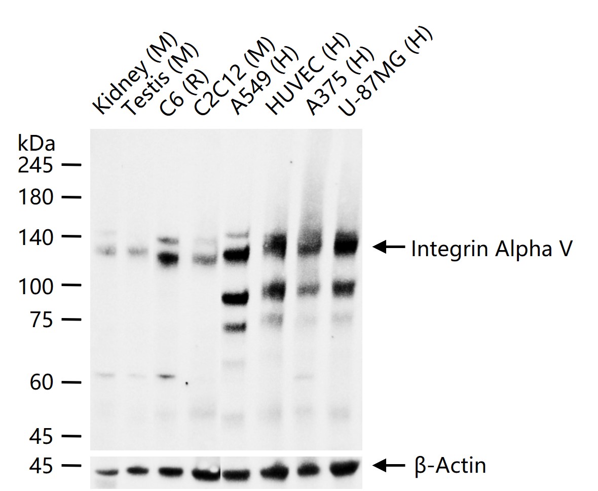 整合素αV（CD51）重组兔单抗