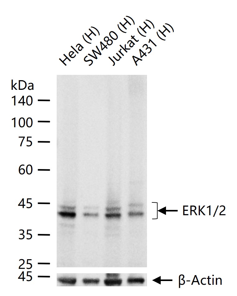 丝裂原活化蛋白激酶1/2单克隆抗体-bsm-33337M