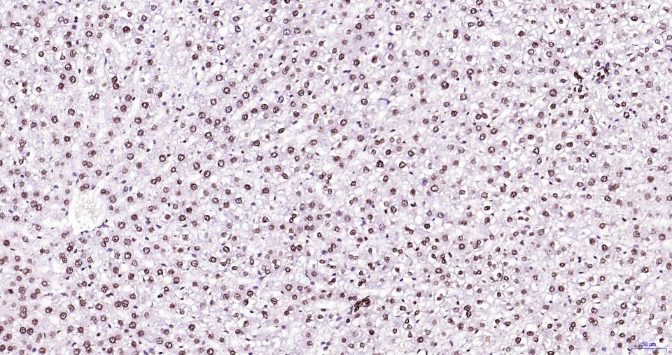 组蛋白H3(核内参)重组兔单抗