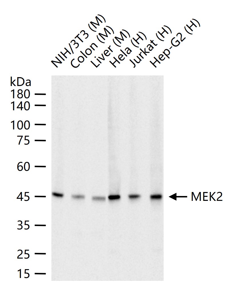 丝裂原活化蛋白激酶激酶2重组兔单抗